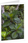 Tropical plants in Kabili-Sepilok Forest Reserve by Anonymous