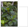 Tropical plants in Kabili-Sepilok Forest Reserve by Anonymous