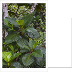 Tropical plants in Kabili-Sepilok Forest Reserve by Anonymous