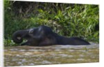 Bornean Pygmy Elephant (Elephas maximus borneensis) by Anonymous