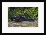 Bornean Pygmy Elephant (Elephas maximus borneensis) by Corbis