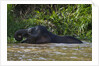 Bornean Pygmy Elephant (Elephas maximus borneensis) by Corbis