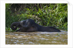 Bornean Pygmy Elephant (Elephas maximus borneensis) by Corbis