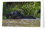 Bornean Pygmy Elephant (Elephas maximus borneensis) by Corbis