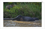 Bornean Pygmy Elephants (Elephas maximus borneensis) by Anonymous