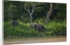 Bornean Pygmy Elephants (Elephas maximus borneensis) by Anonymous