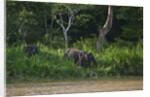 Bornean Pygmy Elephants (Elephas maximus borneensis) by Anonymous