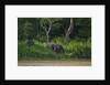 Bornean Pygmy Elephants (Elephas maximus borneensis) by Anonymous