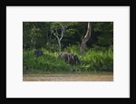 Bornean Pygmy Elephants (Elephas maximus borneensis) by Anonymous