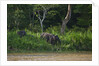 Bornean Pygmy Elephants (Elephas maximus borneensis) by Anonymous