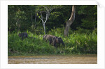 Bornean Pygmy Elephants (Elephas maximus borneensis) by Anonymous