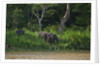 Bornean Pygmy Elephants (Elephas maximus borneensis) by Anonymous