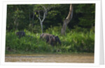 Bornean Pygmy Elephants (Elephas maximus borneensis) by Anonymous