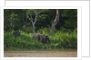 Bornean Pygmy Elephants (Elephas maximus borneensis) by Anonymous