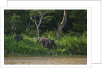 Bornean Pygmy Elephants (Elephas maximus borneensis) by Anonymous