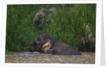 Bornean Pygmy Elephants (Elephas maximus borneensis) by Anonymous