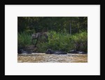Bornean Pygmy Elephants (Elephas maximus borneensis) by Anonymous