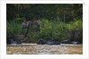 Bornean Pygmy Elephants (Elephas maximus borneensis) by Anonymous