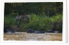 Bornean Pygmy Elephants (Elephas maximus borneensis) by Anonymous