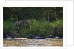 Bornean Pygmy Elephants (Elephas maximus borneensis) by Anonymous