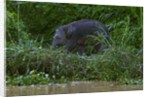 Bornean Pygmy Elephant (Elephas maximus borneensis) by Anonymous