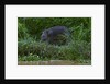 Bornean Pygmy Elephant (Elephas maximus borneensis) by Anonymous