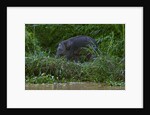Bornean Pygmy Elephant (Elephas maximus borneensis) by Anonymous