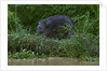 Bornean Pygmy Elephant (Elephas maximus borneensis) by Anonymous