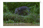 Bornean Pygmy Elephant (Elephas maximus borneensis) by Anonymous