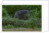 Bornean Pygmy Elephant (Elephas maximus borneensis) by Anonymous