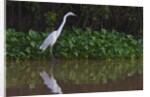 A great egret (Ardea alba) hunts along the riverbank by Anonymous