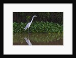 A great egret (Ardea alba) hunts along the riverbank by Anonymous