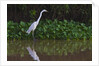A great egret (Ardea alba) hunts along the riverbank by Anonymous