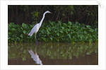 A great egret (Ardea alba) hunts along the riverbank by Anonymous