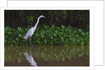 A great egret (Ardea alba) hunts along the riverbank by Anonymous