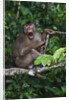 Stump-tailed macaque (Macaca arctoices) by Anonymous