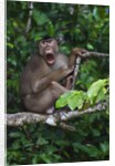 Stump-tailed macaque (Macaca arctoices) by Anonymous