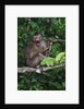 Stump-tailed macaque (Macaca arctoices) by Anonymous