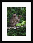 Stump-tailed macaque (Macaca arctoices) by Anonymous