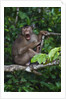 Stump-tailed macaque (Macaca arctoices) by Anonymous