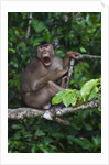 Stump-tailed macaque (Macaca arctoices) by Anonymous