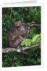 Stump-tailed macaque (Macaca arctoices) by Anonymous