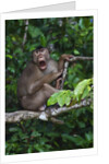 Stump-tailed macaque (Macaca arctoices) by Anonymous