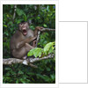Stump-tailed macaque (Macaca arctoices) by Anonymous