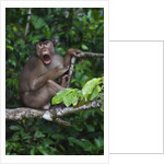 Stump-tailed macaque (Macaca arctoices) by Anonymous
