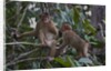 Stump-tailed macaques (Macaca arctoices) by Anonymous