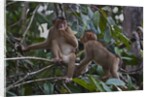 Stump-tailed macaques (Macaca arctoices) by Anonymous