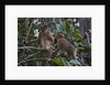 Stump-tailed macaques (Macaca arctoices) by Anonymous