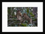 Stump-tailed macaques (Macaca arctoices) by Anonymous