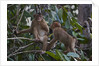 Stump-tailed macaques (Macaca arctoices) by Anonymous